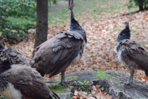 006-ASTEKLI-23 Cristina Enea 7