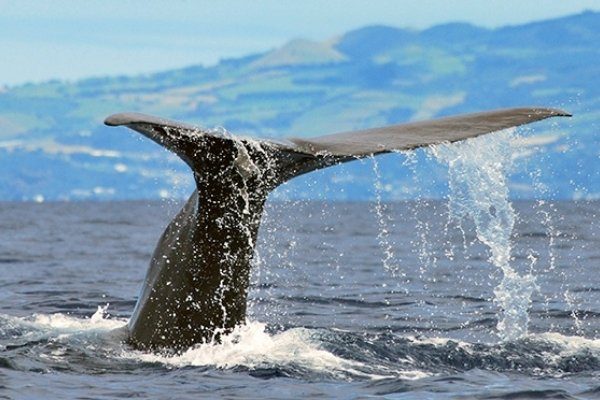 032-Aventura Marítima Avistamiento de Cetáceos CAST EU