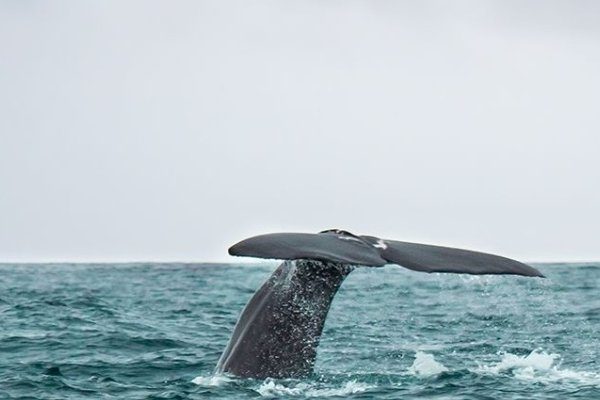 033-Aventura Marítima Avistamiento de Cetáceos PRO