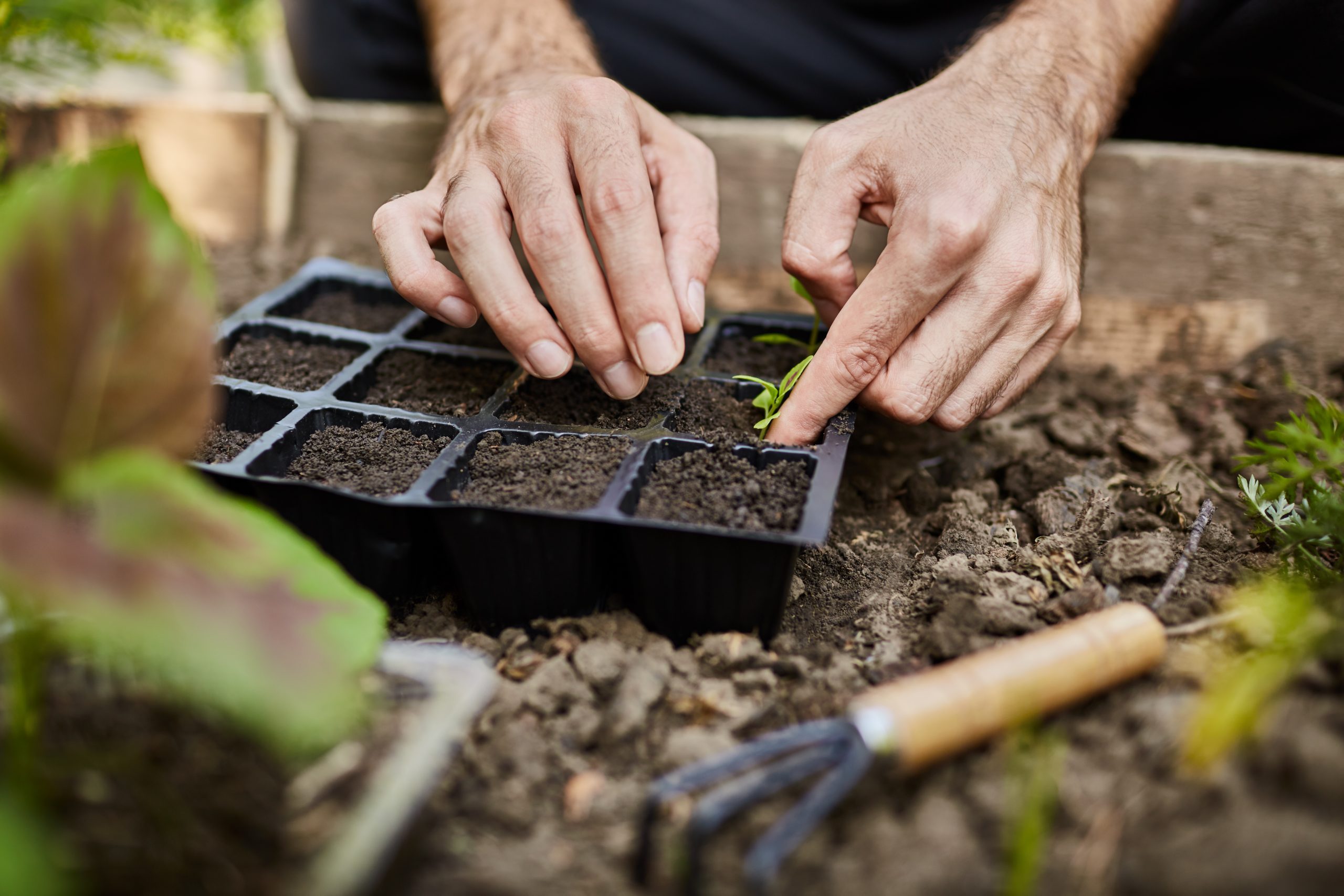 Farmer life. Gardener planting young seedlings of parsley in vegetable garden. Close up of man hands working in garden, planting seeds, watering plants