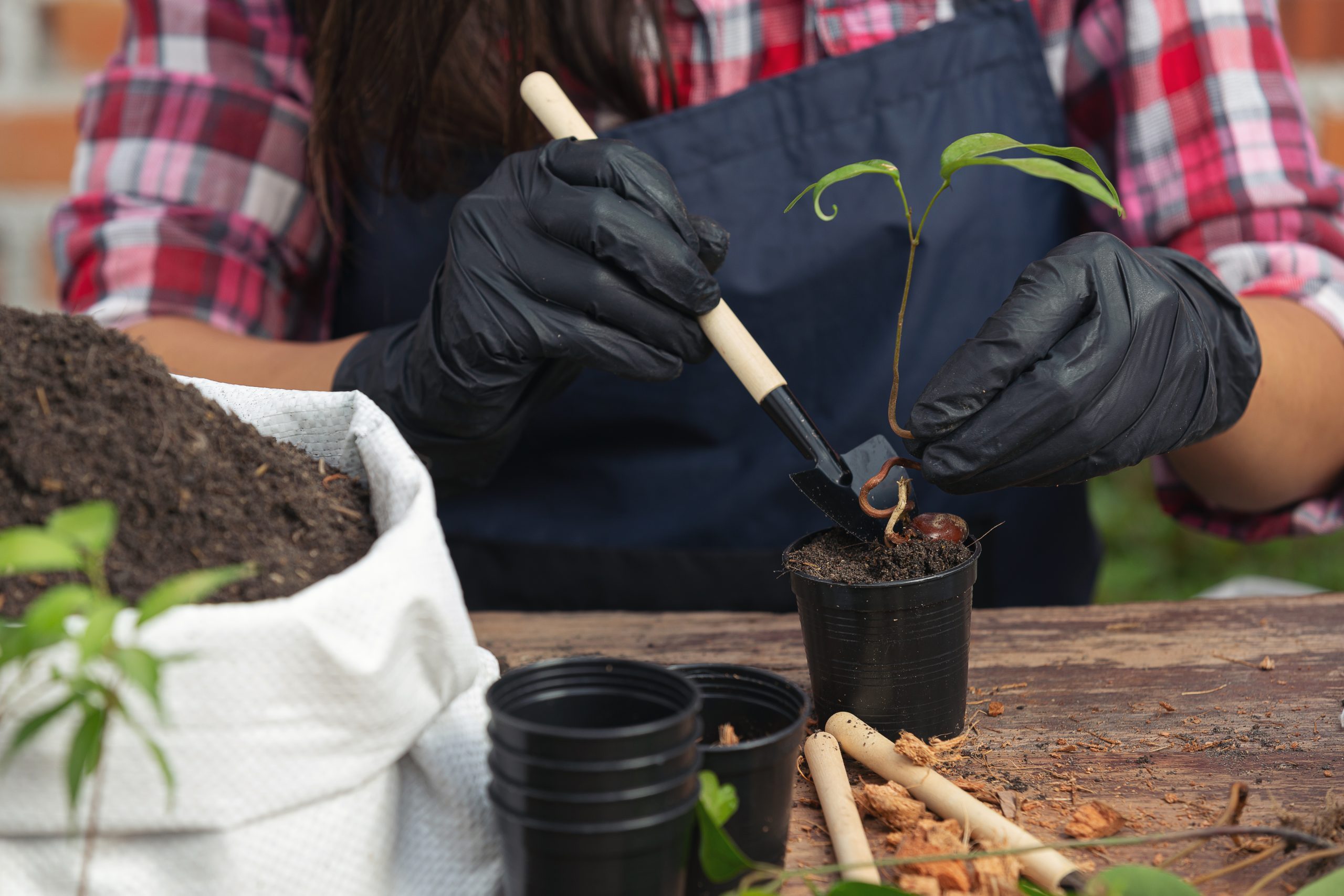 Closeup picture of  Gardener's Hands Planting Plant