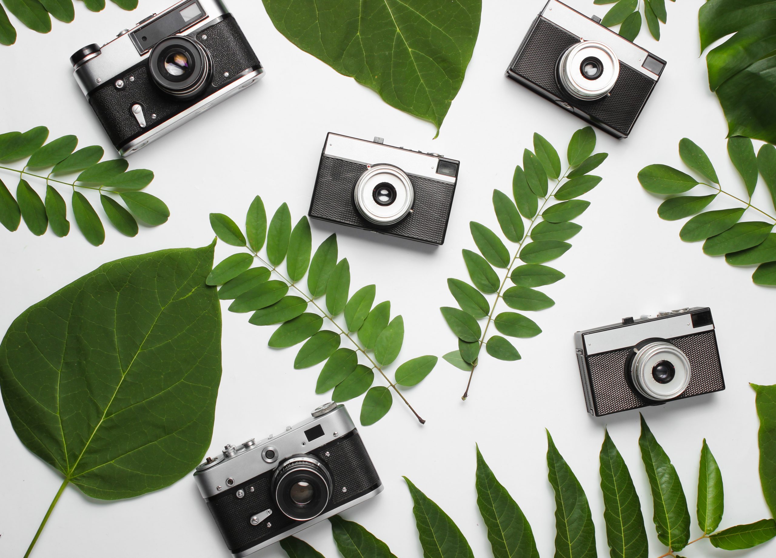 Retro style background of many retro cameras with green leaves on white paper. Top view