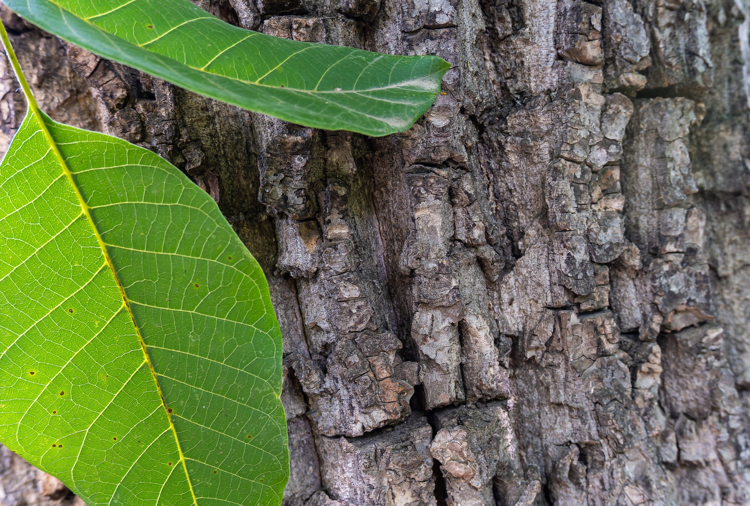 tree-bark-with-leaves-photo-background